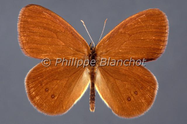coenonympha oedippus.JPG - Coenonympha oedippusFadet des Laîches ou ŒdipeFalse RingletLepidoptera, Nymphalidae, SatyrinaePapillon protégé en France